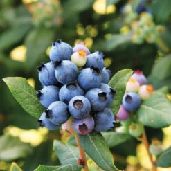 Bushel And Berry® Perpetua Blueberry 8 Bushel And Berry® Perpetua Blueberry -Fast Growing Trees Shop Perpetua Blueberry 6 FGT