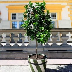 Fast Growing Trees Shop 19 Fast Growing Trees Shop -Fast Growing Trees Shop Persian Lime Tree 1 FGT