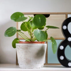 Pilea Peperomioides (Pancake Plant) -Fast Growing Trees Shop Pilea Pancake Plant 3 FGT