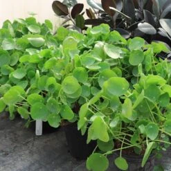 Pilea Peperomioides (Pancake Plant) -Fast Growing Trees Shop Pilea Pancake Plant 6