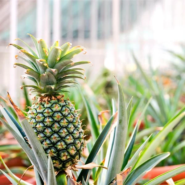 Sugarloaf Pineapple Plant 1 Sugarloaf Pineapple Plant