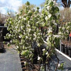 Pineapple Quince Tree -Fast Growing Trees Shop Pineapple Quince 3