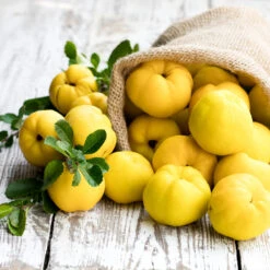 Pineapple Quince Tree -Fast Growing Trees Shop Pineapple Quince 4 FGT