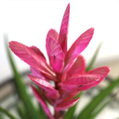 5-Inch Bromeliad In Decorative Pot -Fast Growing Trees Shop Pink Bromiliad 2 e1dd7faf b9f8 429e 84d5 7ce3076db5e3