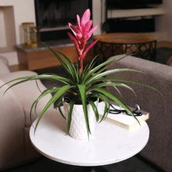 5-Inch Bromeliad In Decorative Pot -Fast Growing Trees Shop Pink Bromiliad 4