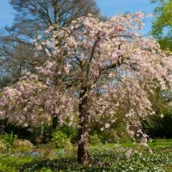 Pink Weeping Cherry Tree -Fast Growing Trees Shop Pink Double Weeping Cherry 6 FGT