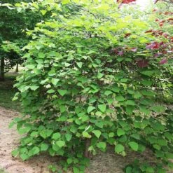 Pink Heartbreaker Redbud Tree -Fast Growing Trees Shop Pink Heartbreaker Redbud 4