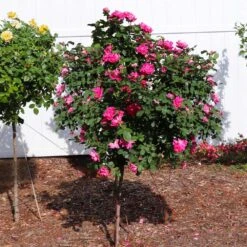 Pink Knock Out® Rose Tree -Fast Growing Trees Shop Pink Knockout Rose Tree 2
