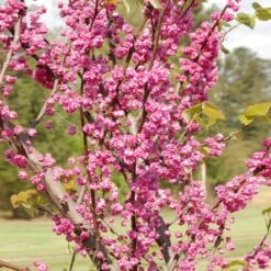 'Pink Pom Poms' Redbud Tree 7 'Pink Pom Poms' Redbud Tree -Fast Growing Trees Shop Pink Pom Pom Redbud 2