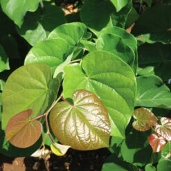 'Pink Pom Poms' Redbud Tree 9 'Pink Pom Poms' Redbud Tree -Fast Growing Trees Shop Pink Pom Pom Redbud 4