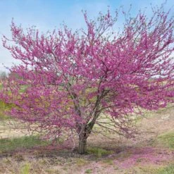 'Pink Pom Poms' Redbud Tree 8 'Pink Pom Poms' Redbud Tree -Fast Growing Trees Shop Pink Pom Pom Redbud 5