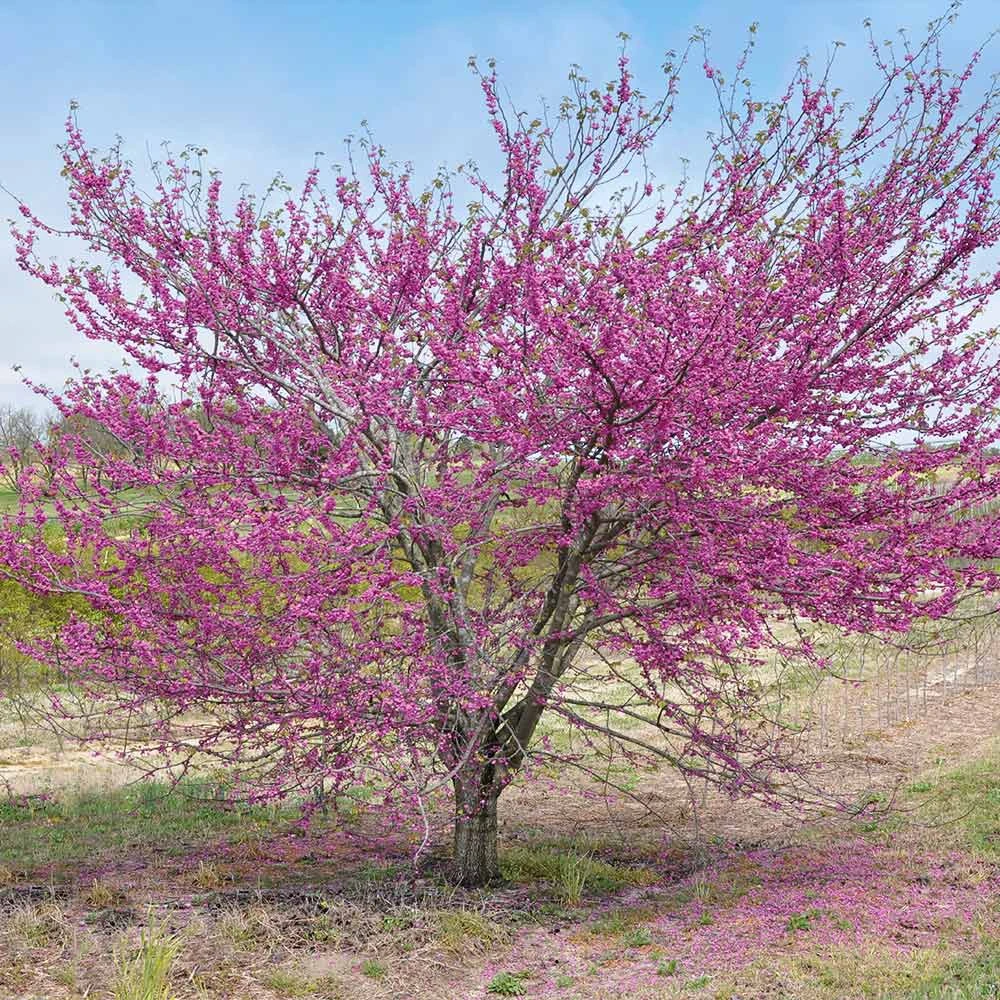 'Pink Pom Poms' Redbud Tree 4 'Pink Pom Poms' Redbud Tree - Image 4