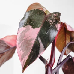 Pink Princess Philodendron 6 Pink Princess Philodendron -Fast Growing Trees Shop Pink Princess 2