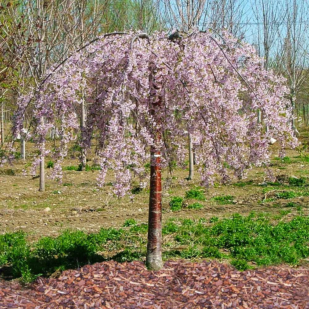 Pink Snow Showers™ Weeping Cherry Tree 3 Pink Snow Showers™ Weeping Cherry Tree - Image 3