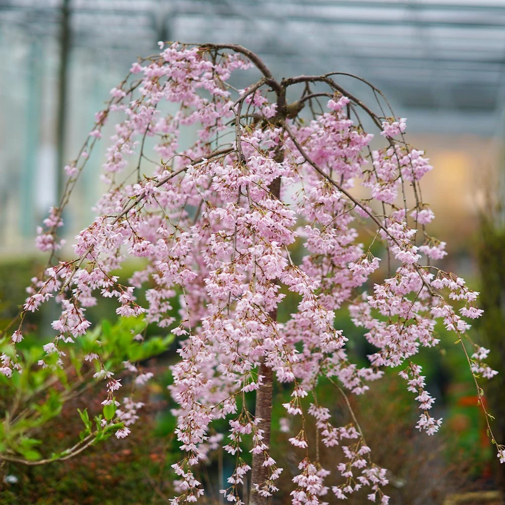 Pink Snow Showers™ Weeping Cherry Tree 4 Pink Snow Showers™ Weeping Cherry Tree - Image 4