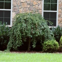 Pink Snow Showers™ Weeping Cherry Tree 11 Pink Snow Showers™ Weeping Cherry Tree -Fast Growing Trees Shop Pink Snow Showers Flowering Chery 4