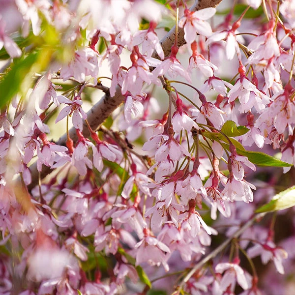 Pink Snow Showers™ Weeping Cherry Tree 1 Pink Snow Showers™ Weeping Cherry Tree