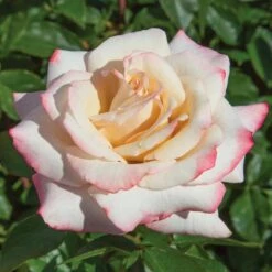 Pinkerbelle™ Rose 9 Pinkerbelle™ Rose -Fast Growing Trees Shop Pinkerbelle Rose 1 FGT