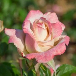 Pinkerbelle™ Rose 10 Pinkerbelle™ Rose -Fast Growing Trees Shop Pinkerbelle Rose 2 FGT