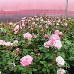 Pinkerbelle™ Rose 11 Pinkerbelle™ Rose -Fast Growing Trees Shop Pinkerbelle Rose 4