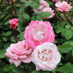Pinkerbelle™ Rose 8 Pinkerbelle™ Rose -Fast Growing Trees Shop Pinkerbelle Rose 5