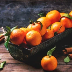 Pixie Mandarin Tree -Fast Growing Trees Shop Pixie Mandarin Tree 3