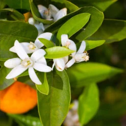 Pixie Mandarin Tree -Fast Growing Trees Shop Pixie Mandarin Tree 6