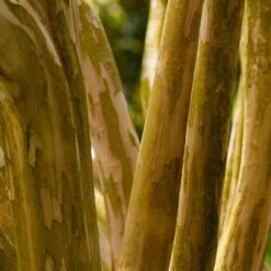 Pink Velour Crape Myrtle 13 Pink Velour Crape Myrtle -Fast Growing Trees Shop Pnk Velour Crape Myrtle