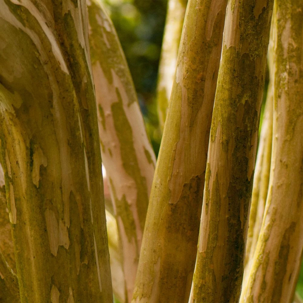 Pink Velour Crape Myrtle 7 Pink Velour Crape Myrtle - Image 7