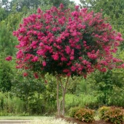 Pink Velour Crape Myrtle 9 Pink Velour Crape Myrtle -Fast Growing Trees Shop Pnk Velour Crape Myrtle 5 FGT