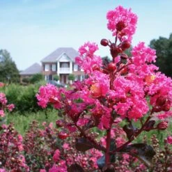 Pink Velour Crape Myrtle 10 Pink Velour Crape Myrtle -Fast Growing Trees Shop Pnk Velour Crape Myrtle 6 FGT