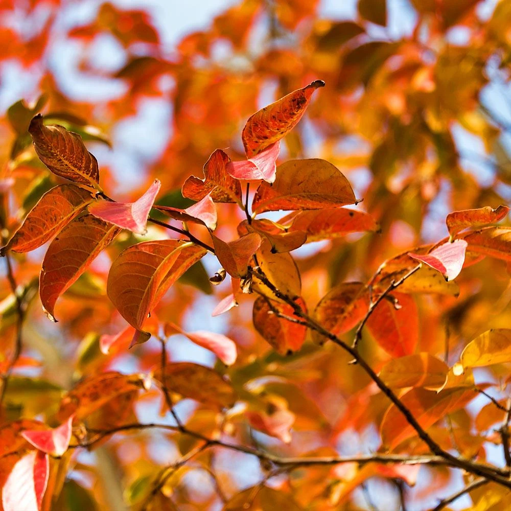 Pink Velour Crape Myrtle 6 Pink Velour Crape Myrtle - Image 6