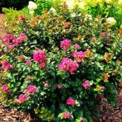 Pocomoke Crape Myrtle -Fast Growing Trees Shop Pocomoke Crape myrtle 2