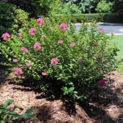 Pocomoke Crape Myrtle -Fast Growing Trees Shop Pokomoke 1