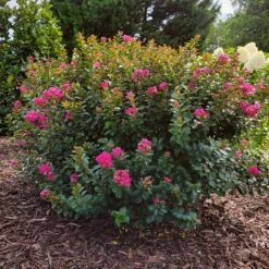 Pocomoke Crape Myrtle -Fast Growing Trees Shop Pokomoke 3