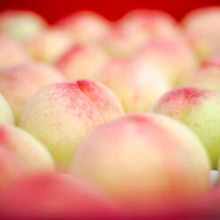 Polly Peach Tree -Fast Growing Trees Shop Polly Peach 2