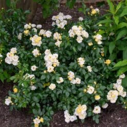 Popcorn Drift® Rose -Fast Growing Trees Shop Popcorn Drift Rose 3