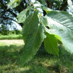 Prairie Expedition® Elm Tree -Fast Growing Trees Shop Prairie Expedition Elm 2