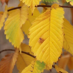 Prairie Expedition® Elm Tree -Fast Growing Trees Shop Prairie Expedition Elm 3