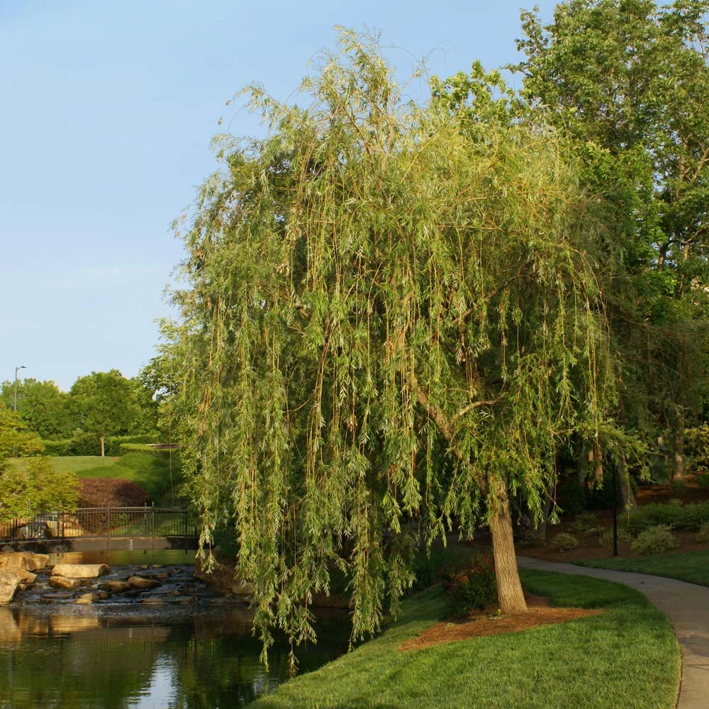 Prairie Cascade Weeping Willow 2 Prairie Cascade Weeping Willow - Image 2