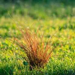 Prairie Fire Sedge -Fast Growing Trees Shop Prarie Fire Sedge 5 FGT