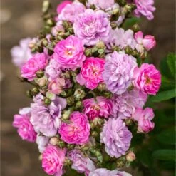 Pretty Polly® Lavender Rose -Fast Growing Trees Shop Pretty Polly Lavender 1 FGT