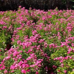 Pretty Polly® Pink Rose -Fast Growing Trees Shop Pretty Polly Pink 1 FGT