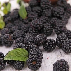 Prime Ark Freedom Blackberry - USDA Organic 7 Prime Ark Freedom Blackberry - USDA Organic -Fast Growing Trees Shop Prime Ark Freedom Blackberries 2 450w 6eb9fce9 bbe8 4d18 aff3 ccaf8f5427c6