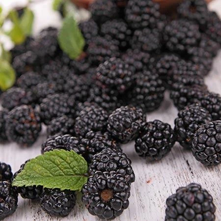 Prime Ark Freedom Blackberry - USDA Organic 4 Prime Ark Freedom Blackberry - USDA Organic - Image 4