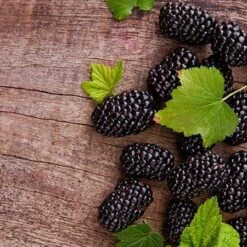Prime Ark Freedom Blackberry - USDA Organic 6 Prime Ark Freedom Blackberry - USDA Organic -Fast Growing Trees Shop Prime Ark Freedom Blackberries 450w d5286eb3 bcc5 4d9f baed f30b1d6d3dee