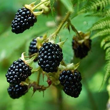 Prime Ark Freedom Blackberry - USDA Organic 1 Prime Ark Freedom Blackberry - USDA Organic