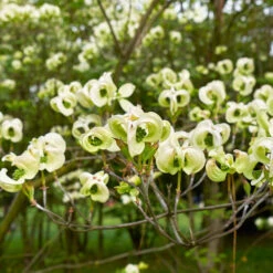 Mexican Flowering Dogwood Tree 6 Mexican Flowering Dogwood Tree -Fast Growing Trees Shop Pringle Mexican Dogwood 1