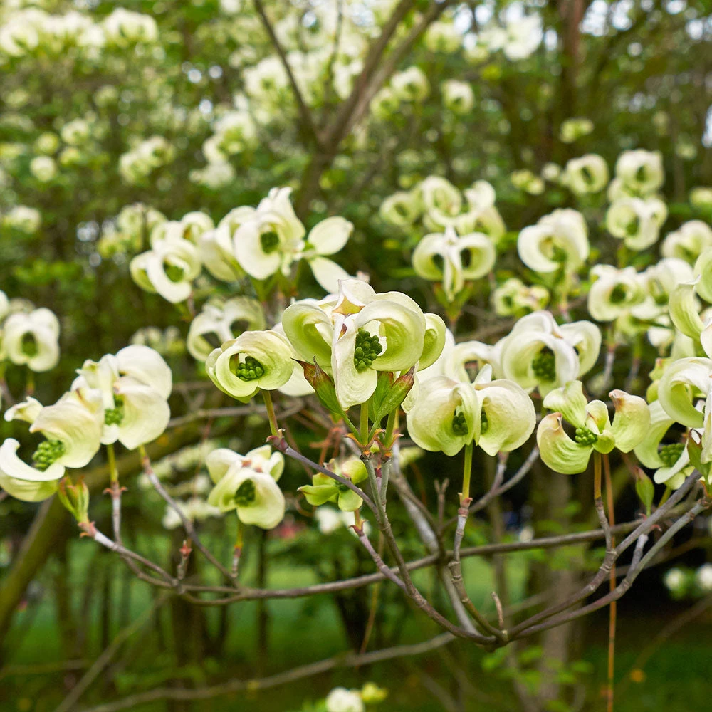 Mexican Flowering Dogwood Tree 3 Mexican Flowering Dogwood Tree - Image 3