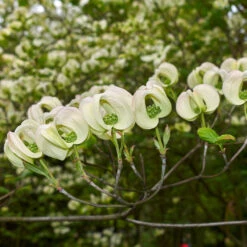 Mexican Flowering Dogwood Tree 7 Mexican Flowering Dogwood Tree -Fast Growing Trees Shop Pringle Mexican Dogwood 2